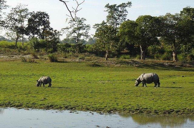 One-Horned Rhinoceros safari in Kaziranga National Park Assam